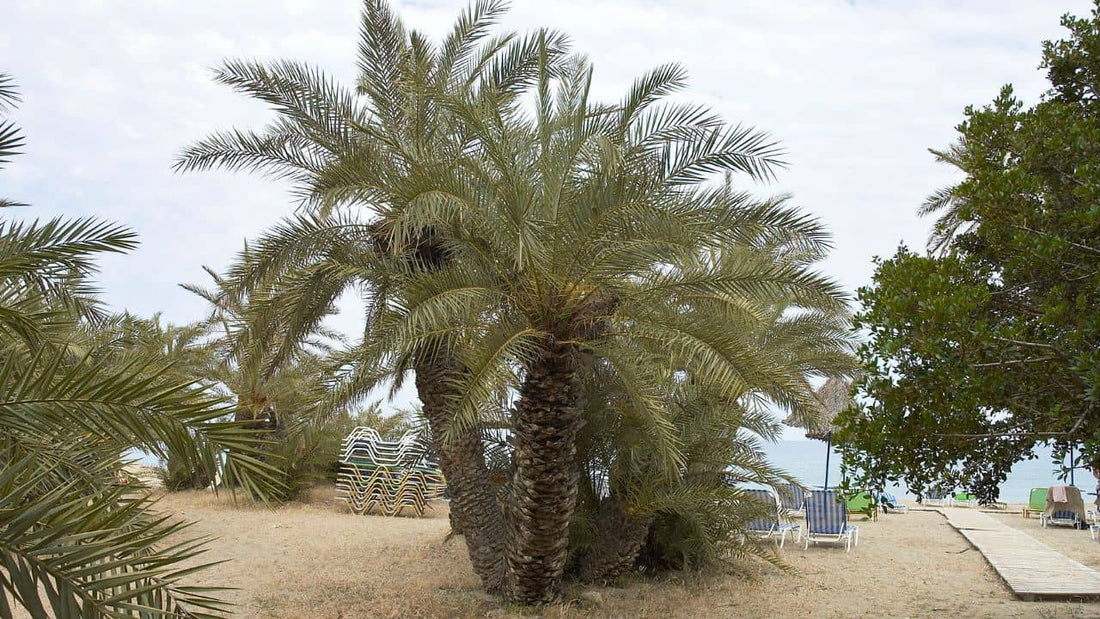 découvrir le phoenix theophrastii le rare palmier dattier crétois