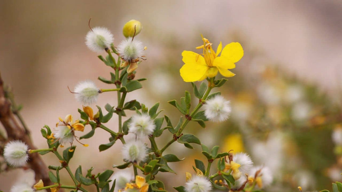 Comment semer Larrea tridentata étape par étape méthode et guide de culture
