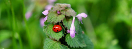 Confusion Lamier Pourpre et autres plantes qui lui ressemblent miniature article