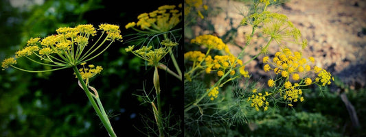 Confusions entre Fenouil et Ridolfie (Aneth des moissons) comment éviter les confusions