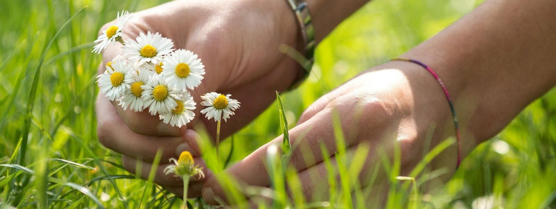 Cueillette Sauvage de Printemps Quelles Plantes Récolter en Mars