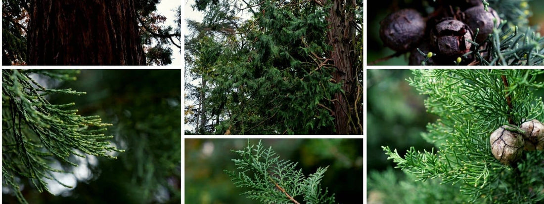 Cupressacées Cupressaceae Cupressus Cyprès Séquoias Sequoiadendron Thuya Calodècres