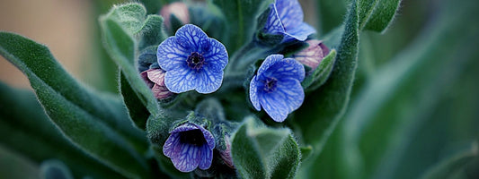 cynoglossum creticum