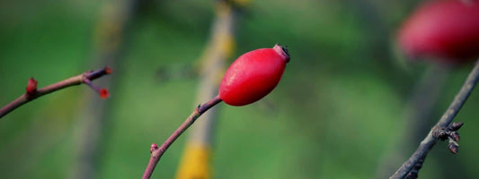 Cynorrhodons recette goût reconnaître confusion cuisiner les Cynorrhodons