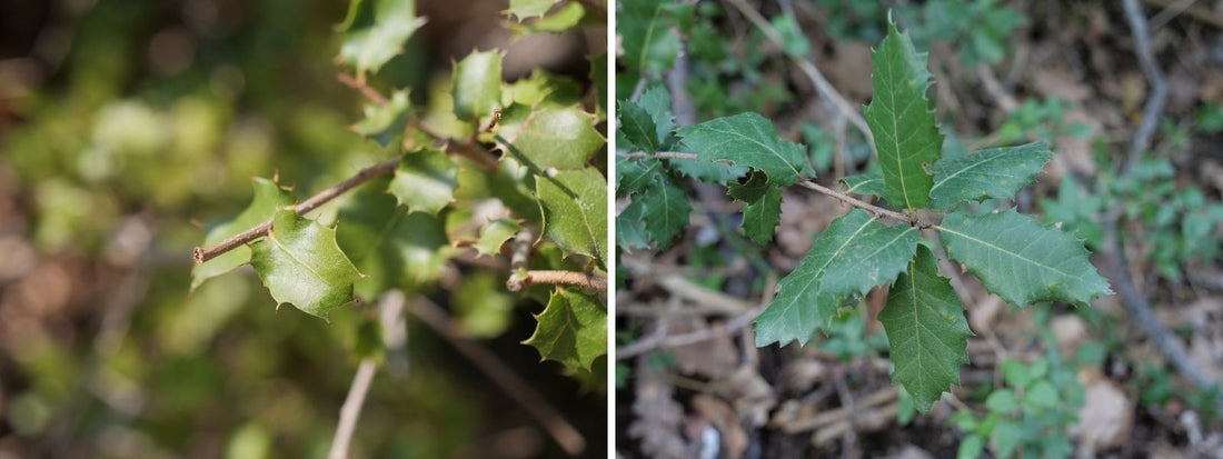 comment faire la DIFFÉRENCE ENTRE CHÊNE VERT ET CHÊNE KERMÈS