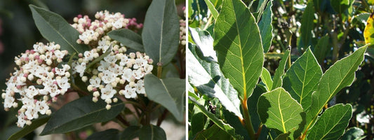 DIFFÉRENCES ENTRE LAURIER TIN ET LAURIER SAUCE