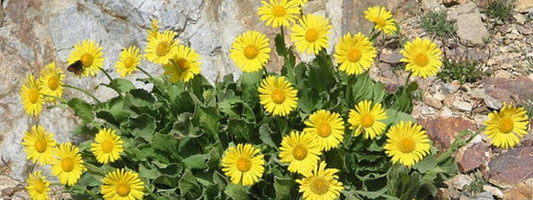 DORONICUM GRANDIFLORUM, le doronic à grandes fleurs