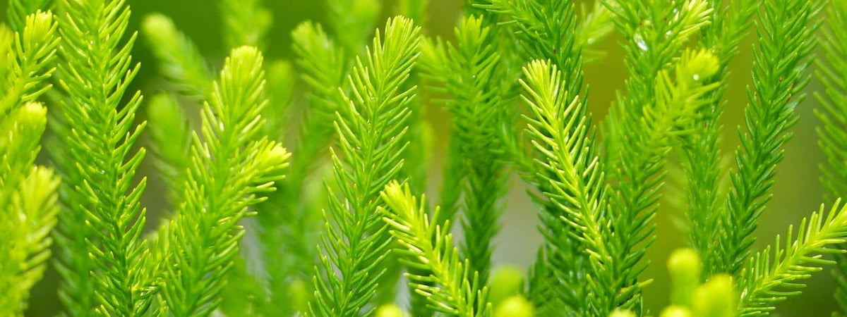 Dacrydium beccarii Podocarpacées Podocarpaceae