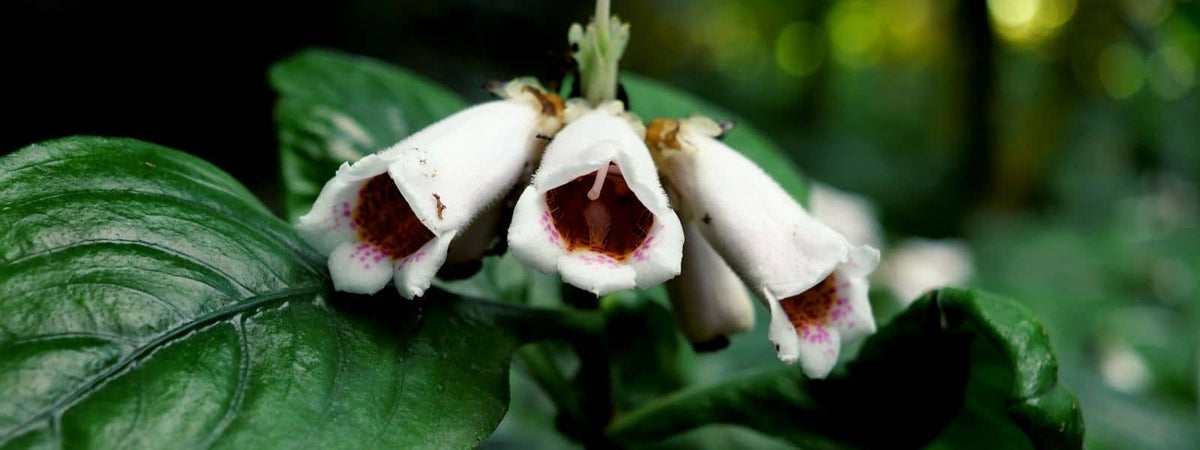 De quoi a besoin une plante pour grandir