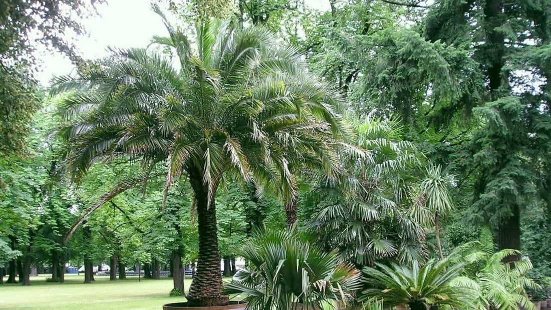 Découvrez comment faire germer facilement des graines de Phoenix roebelenii (dattier nain) période idéale, terreau, température, erreurs à éviter et conseils pratiques.