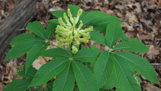 Découvrir le genre Aesculus représentant le marronnier et les paviers arbres de la famille des Sapindacées