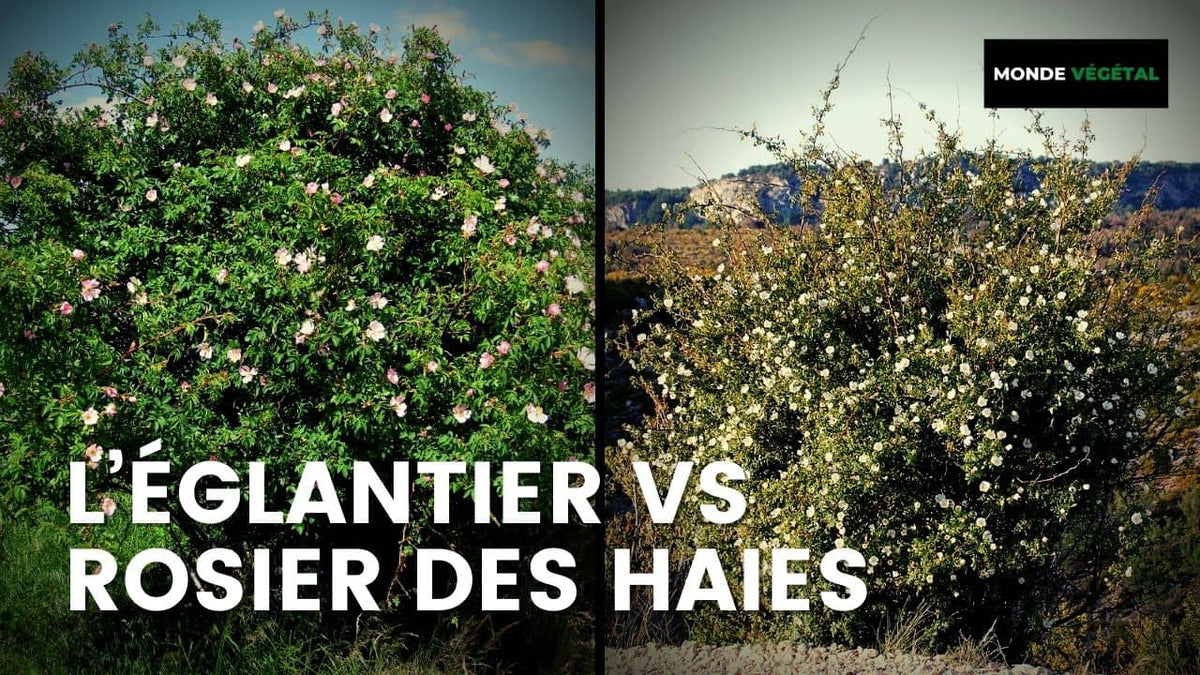 Différences entre Églantier et Rosier des Haies Rosa canina vs Rosa agrestis