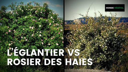 Différences entre Églantier et Rosier des Haies Rosa canina vs Rosa agrestis