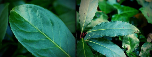Différences entre Laurier Sauce et Laurier Cerise avec les feuilles