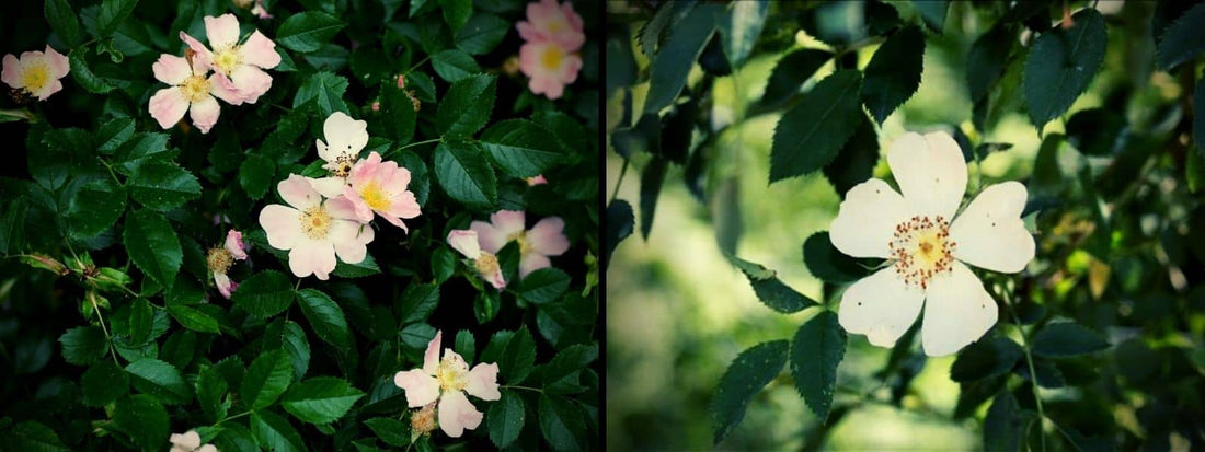 Différences entre l'Églantier et Rosier des Champs rosa canina vs rosa arvensis