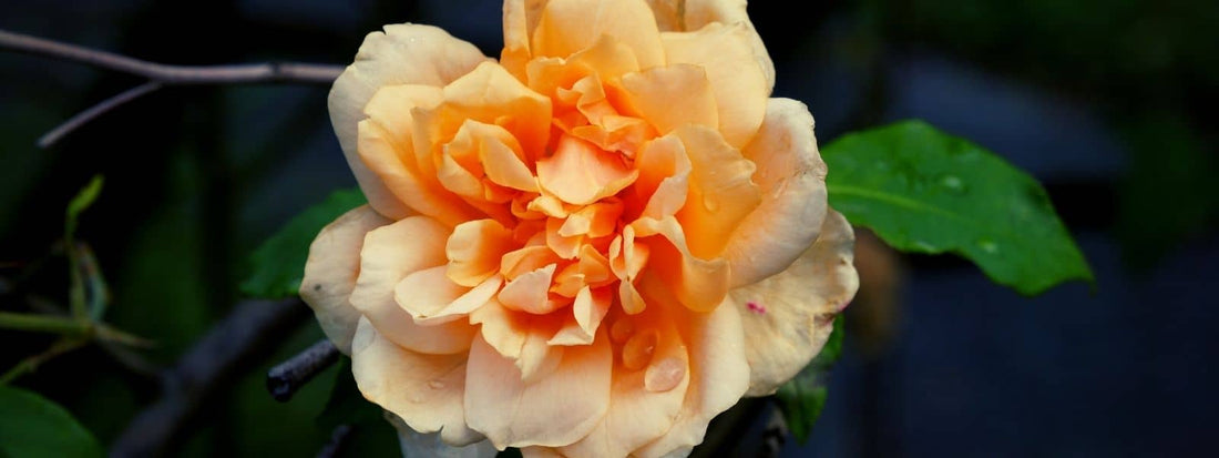 Différentes espèces de rosiers