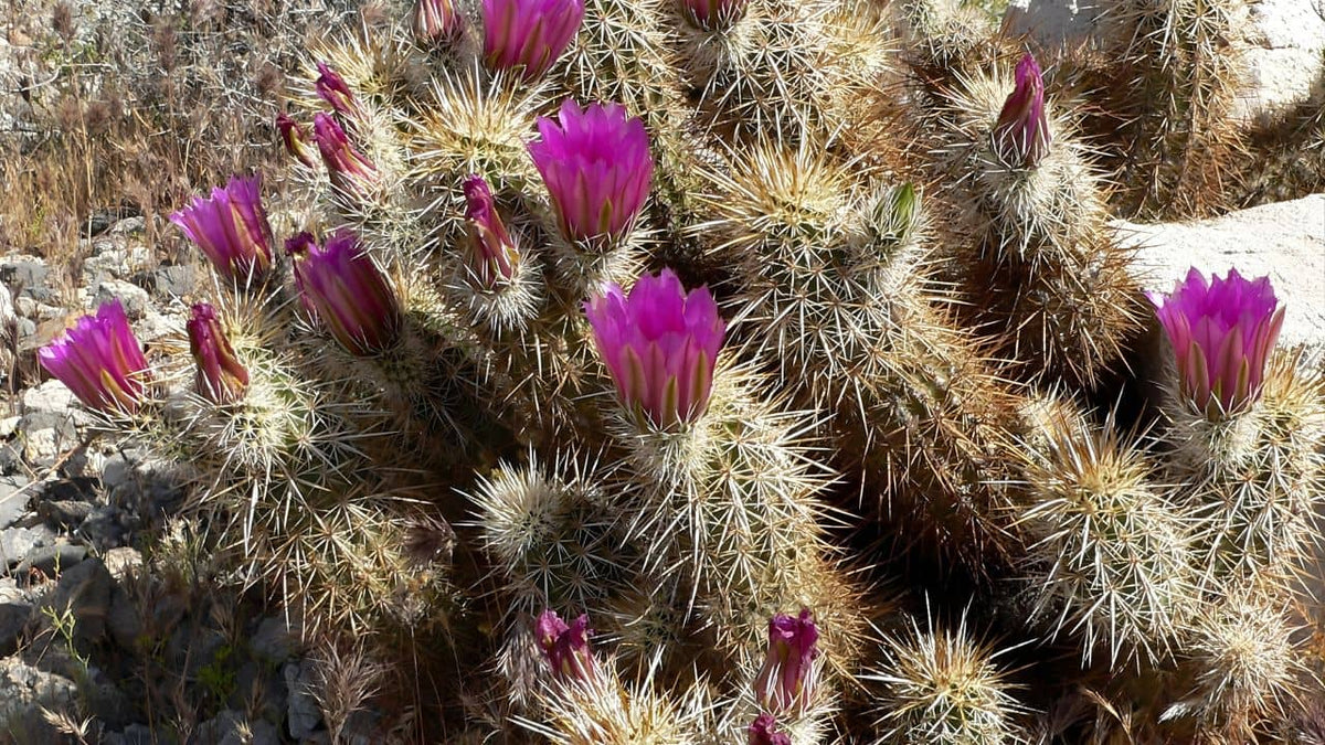 Echinocereus engelmannii plante typique du désert américain