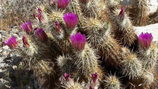 Echinocereus engelmannii plante typique du désert américain