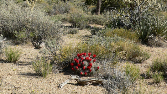 Echinocereus triglochidiatus  un cactus rare et protégé du désert du mojave