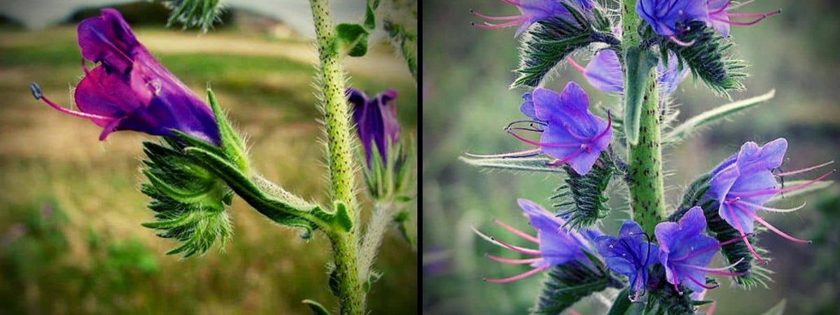Echium vulgare VS Echium plantagineum différences Vipérine Commune et Vipérine Faux Plantain comparaison