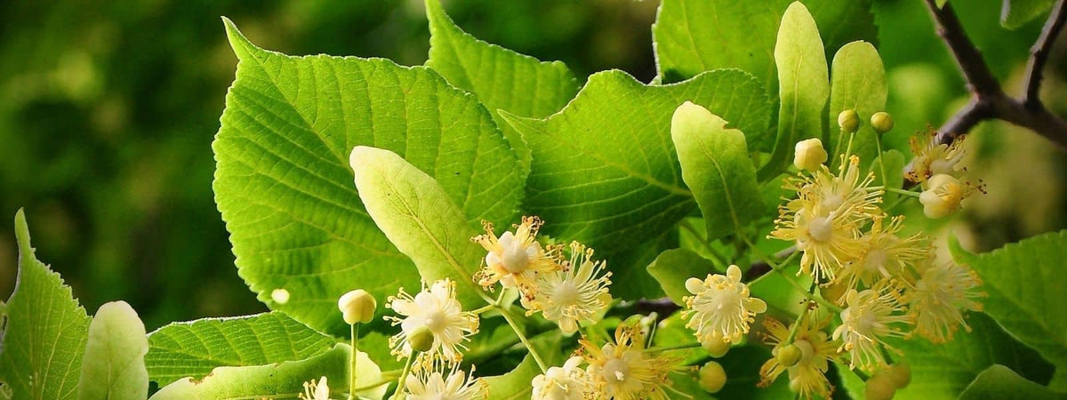 Effets secondaires d'une infusion de Tilleul tisane tisanes