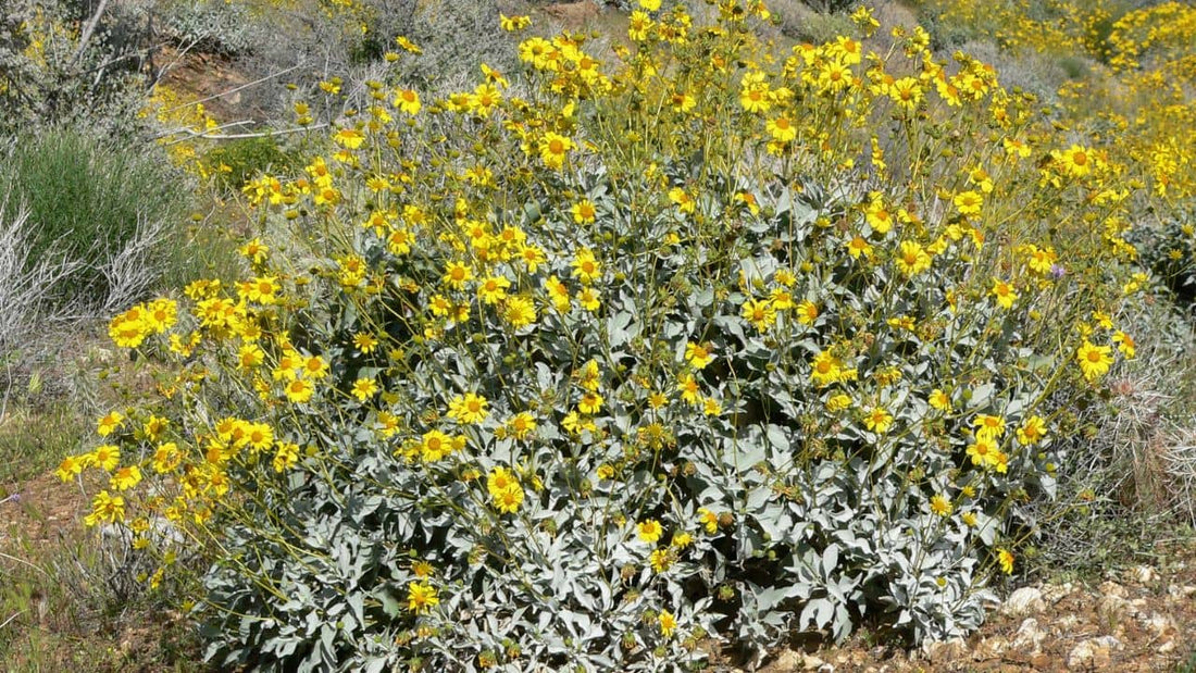 Encelia farinosa tournesol du désert plante rare du monde vegetal