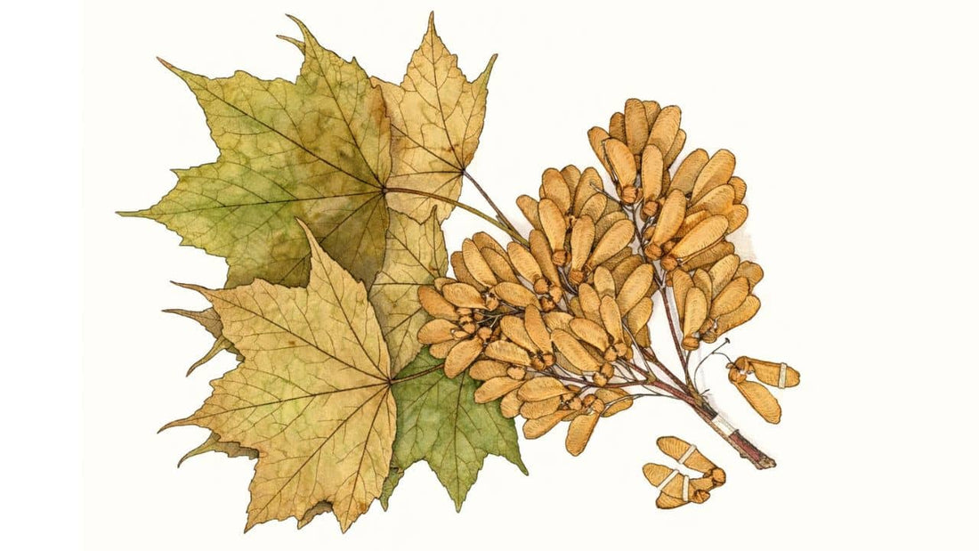 Érable d’Amami Acer amamiense un des érables les plus rares