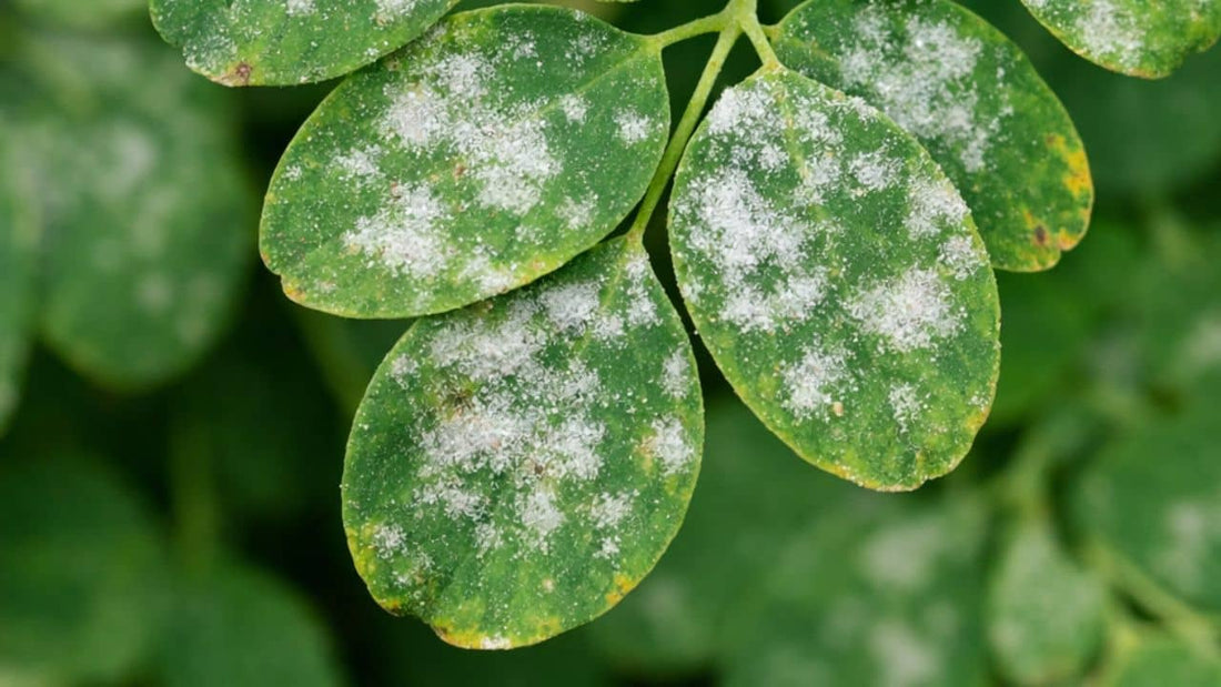  Erysiphe Oïdium du moringa Pourquoi le moringa a des taches blanches pourriture blanche