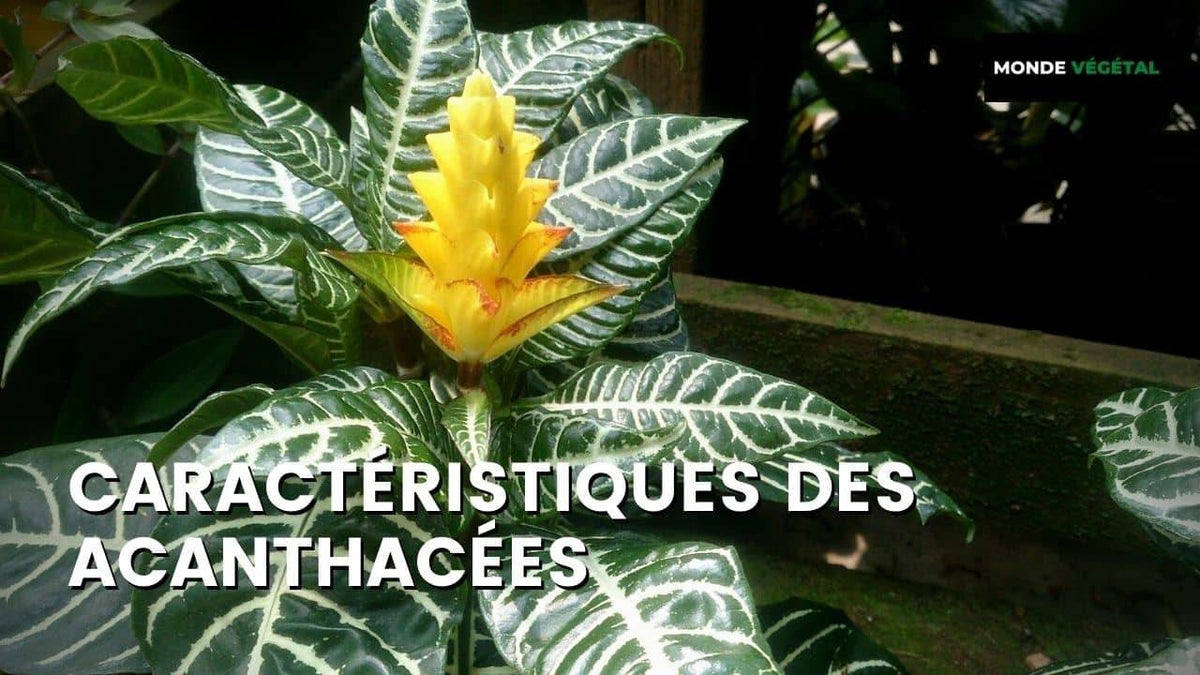 FAMILLE DES ACANTHACÉES (ACANTHACEAE) : PLANTES & CARACTÉRISTIQUES
