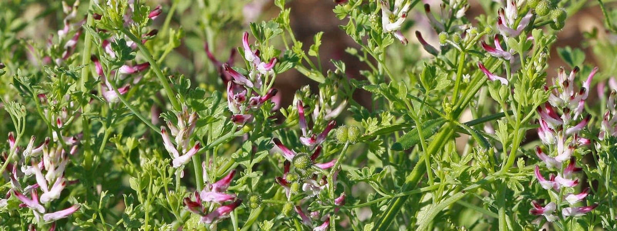 FUMETERRE OFFICINALE fumaria officinalis