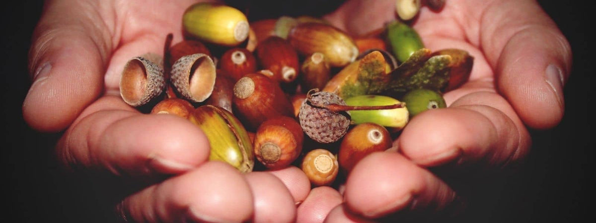Fagacées Fagaceae