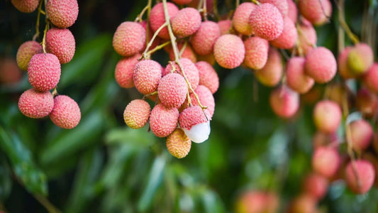 Faire germer noyau de litchi en pot guide complet des méthodes de germination