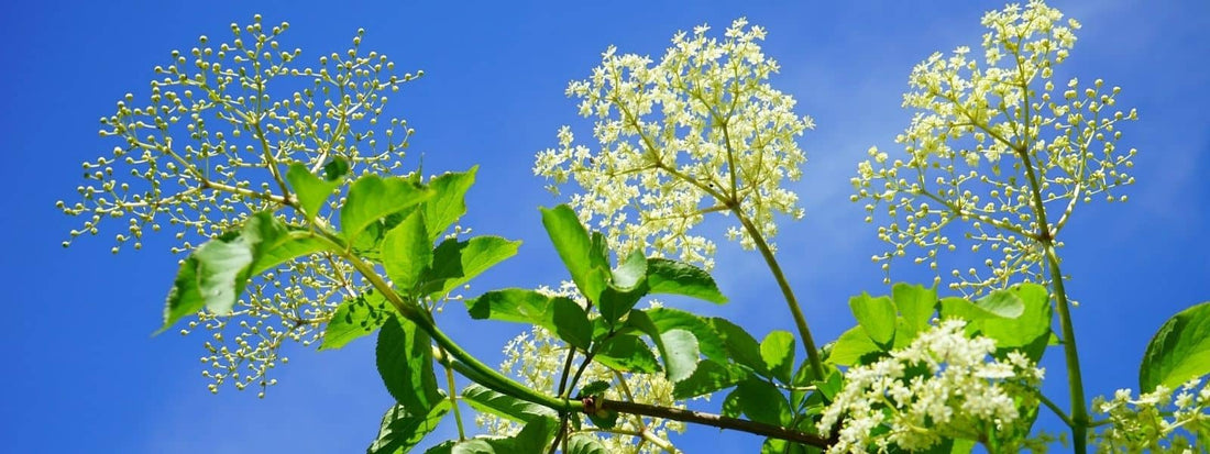 Famille Botanique des Adoxacées - Adoxaceae