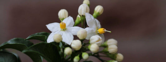 Famille des Solanacées