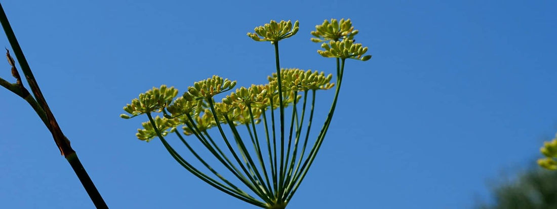 Fenouil Commun Foeniculum vulgare plante sauvage comestible aromatique et médicinale Apiacées à fleurs jaunes