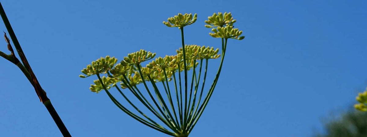 Fenouil Commun Foeniculum vulgare plante sauvage comestible aromatique et médicinale Apiacées à fleurs jaunes
