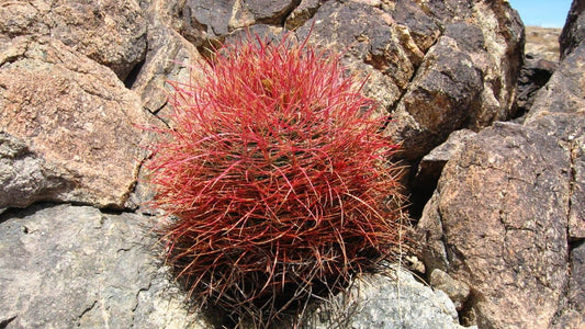 Ferocactus cylindraceus  cactus baril du désert du Mojave, culture et habitat