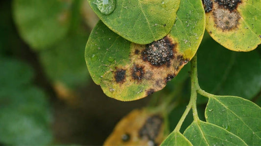 Feuilles de moringa oleifera infectées par le champignon Colletotrichum gloeosporioides aussi appelée Anthracnose du moringa comment reconnaître et protéger