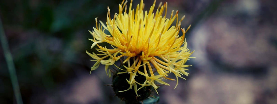 Fleur de Centaurée des Collines