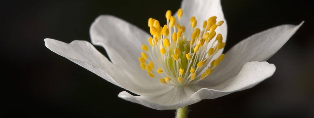 Fleurs blanches floraison blanche inflorescence blanche