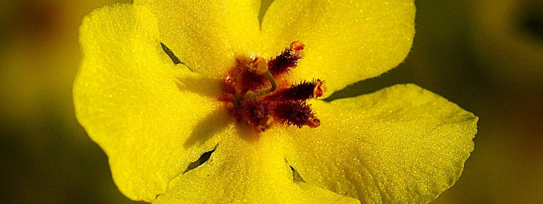 Fleurs jaune avec étamines velues et stigmate arrondi de Verbascum sinuatum plante sauvage