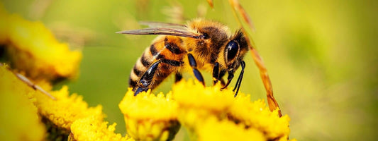 Flore Mellifère Espèces Représentatives plantes à fleurs pour les abeilles et papillons