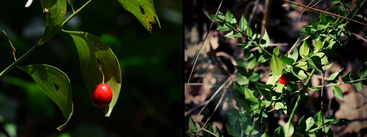 Fragon Petit-Houx ou Herbe aux langues Faire la différence entre Ruscus aculeatus VS Ruscus hypophyllum