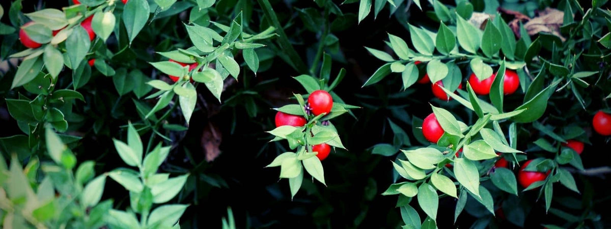 Fragon Petit Houx ruscus aculeatus