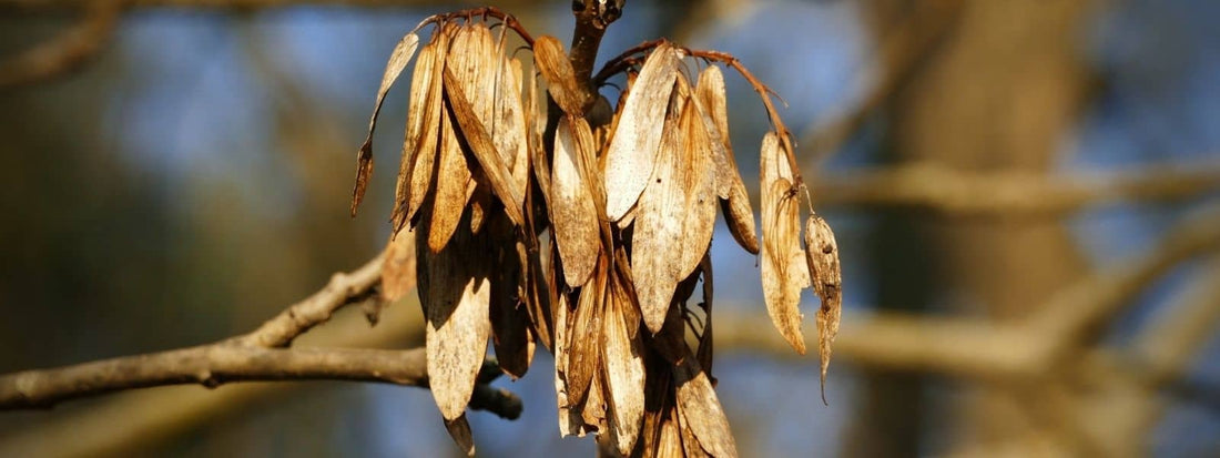 Fruit frêne samare samares fruits du frêne