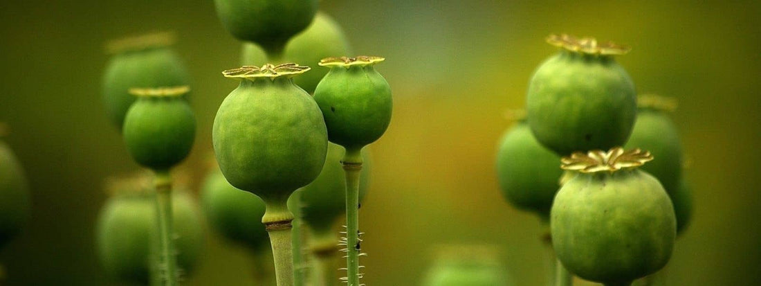 Fruits capules qu'ets ce qu'un fruit capsule