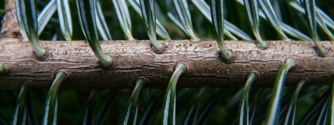 Galerie Photo de Sapin Blanc