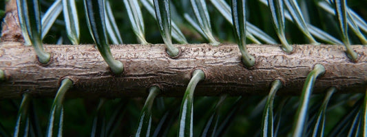 Galerie Photo de Sapin Blanc