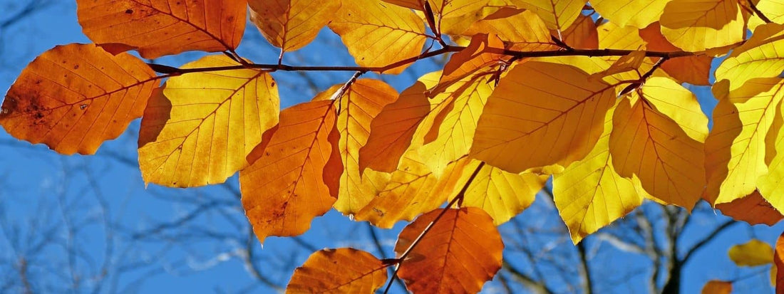 Galerie photo de Hêtre commun avec ses feuilles d'automne