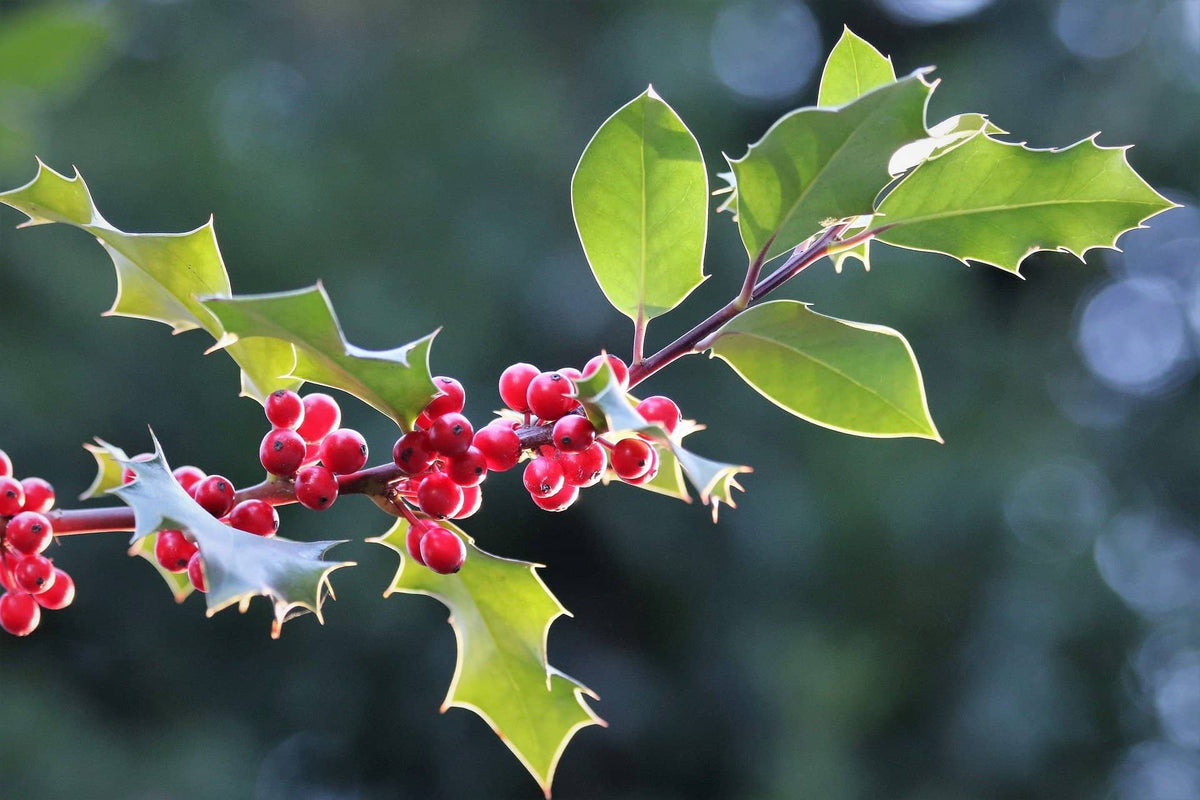 Galerie photo de Houx commun Photo des fruits et des feuilles